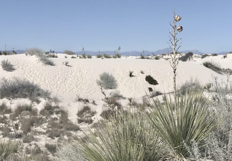 eine halbe Fahrstunde vom Mescalero Apache Reservat entfernt: White Sands in New Mexico, weiße Gipswüste und Kulisse vieler Western, hier wurden 1945 Atombomben zu "Versuchszwecken" abgeworfen