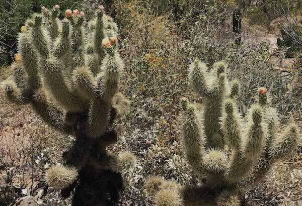 Blühende Cholla-Kakteen