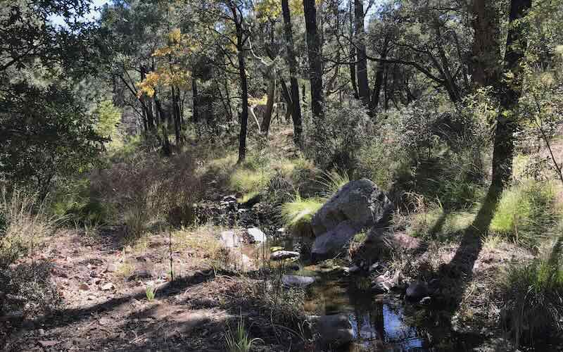 Hoch oben in den Chriricahua Mountains